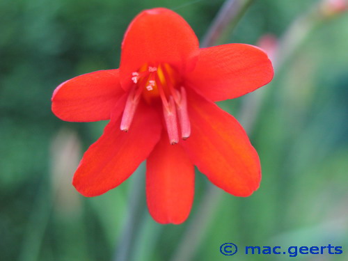 Crocosmia Vulcan